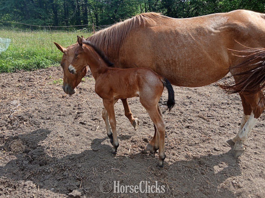 Quarter Horse - "LD Jackies Sonny Dee" Bay Roan Filly Quarter Horse in Missouri