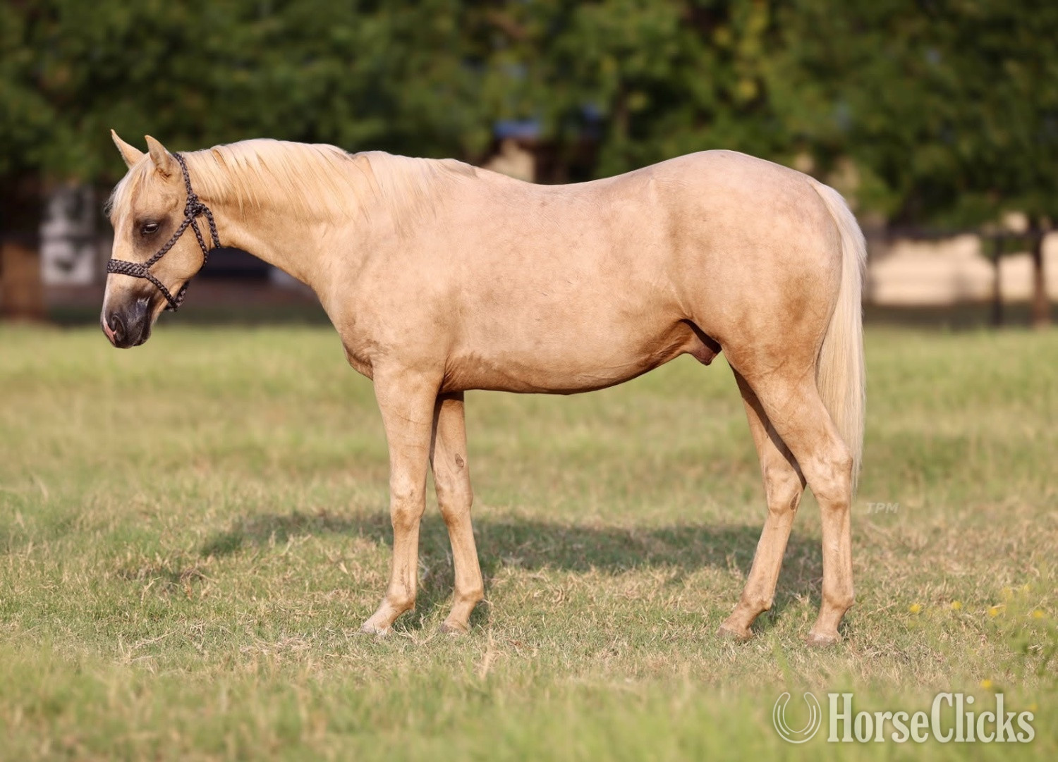 "MyChicsAreShiney" Palomino Stallion Quarter Horse in Texas