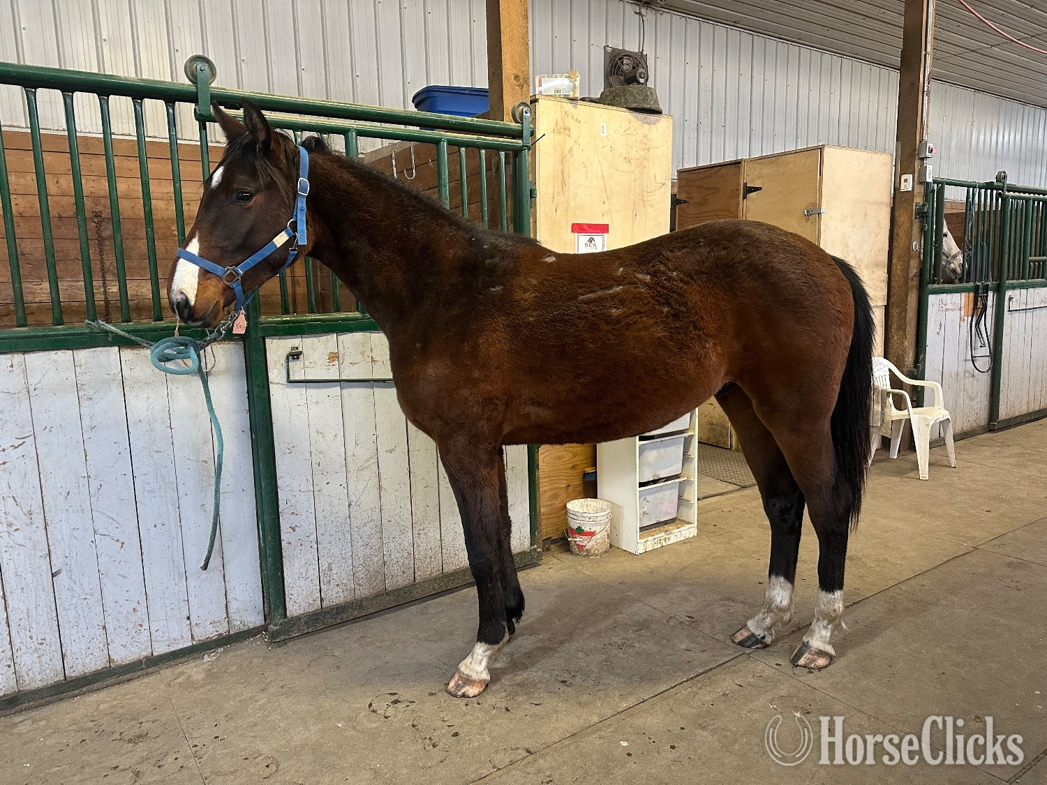 "Tanner’s Crossing"  Gelding Warmblood in Alberta