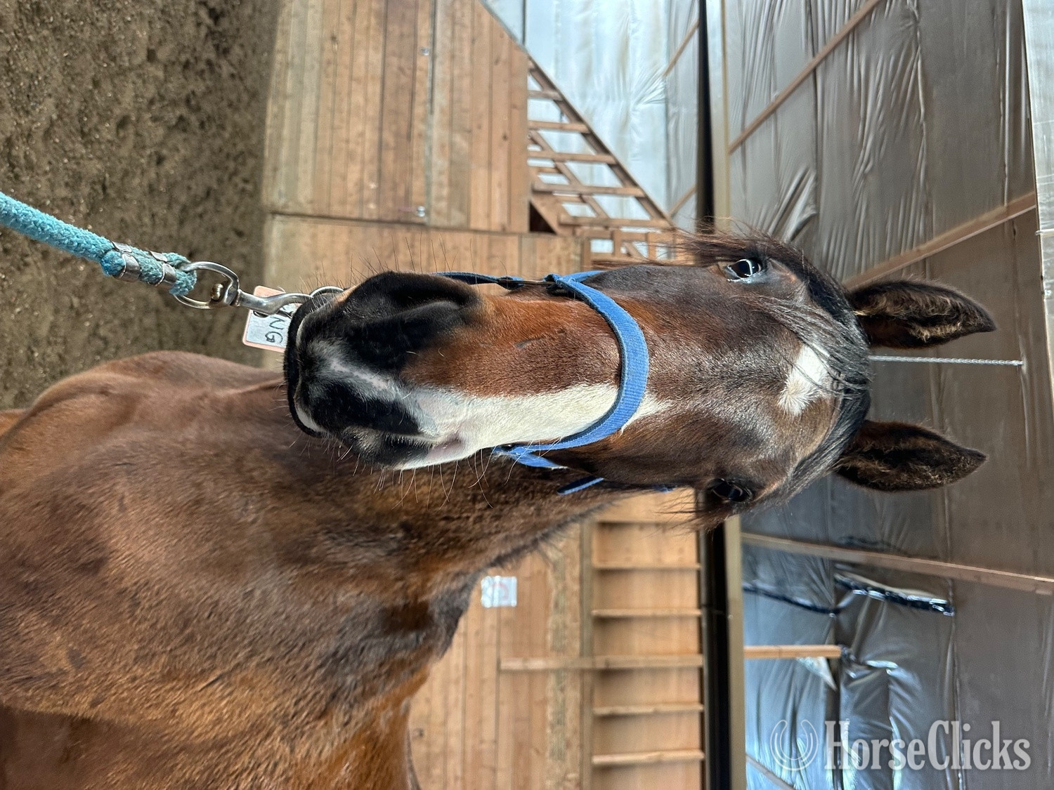 "Tanner’s Crossing"  Gelding Warmblood