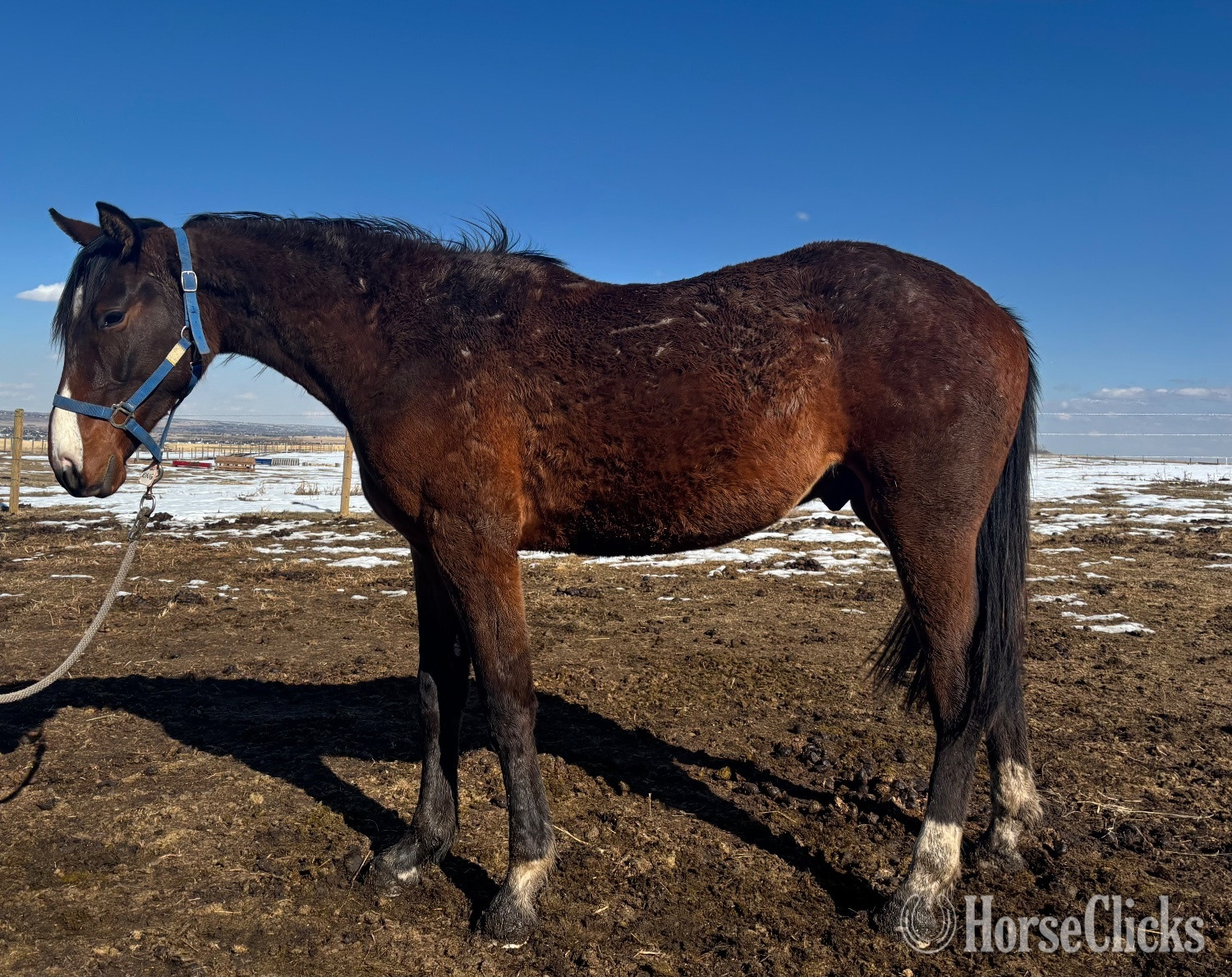 Alberta "Tanner’s Crossing"  Gelding Warmblood
