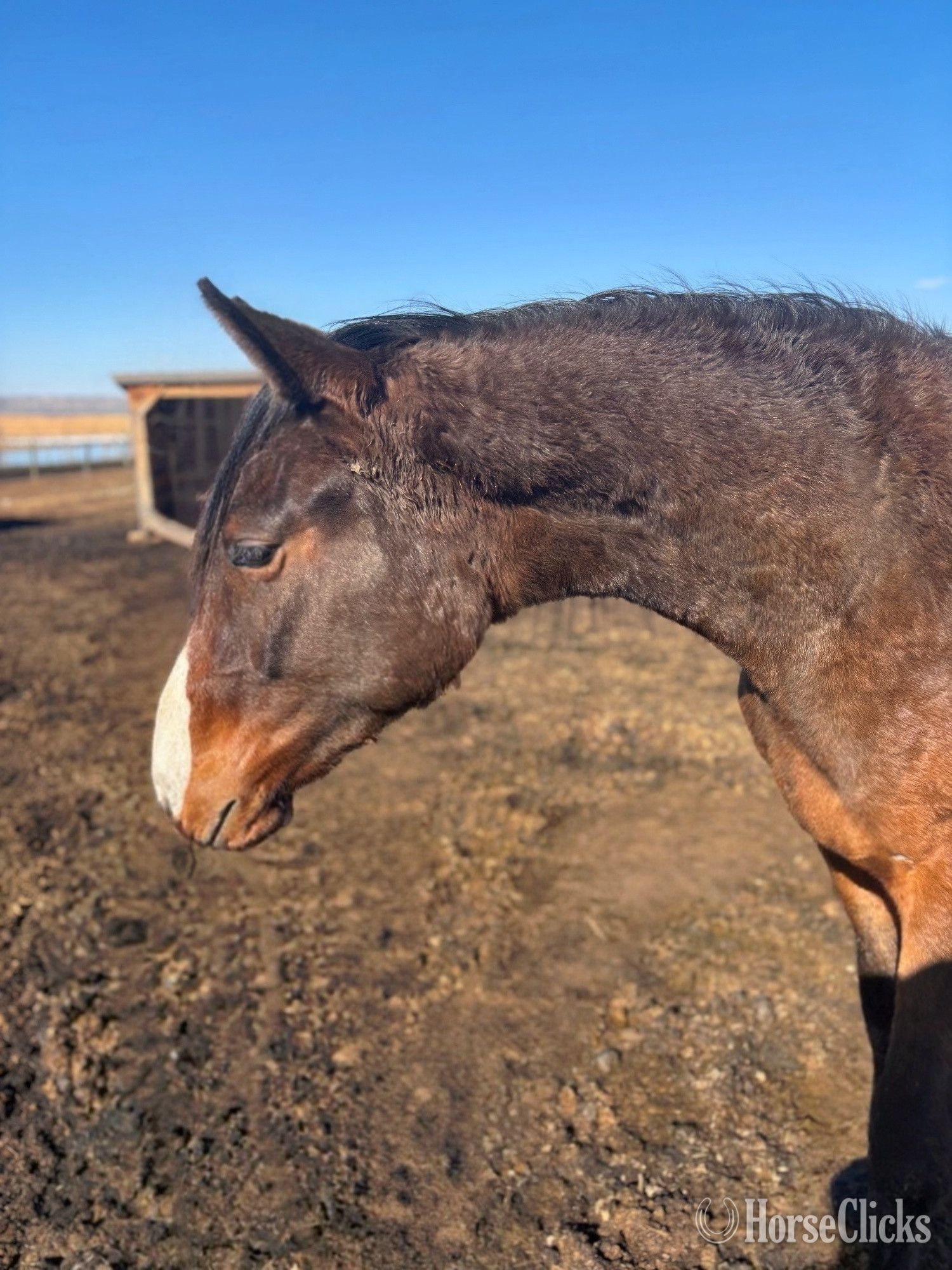 "Tanner’s Crossing"  Gelding Warmblood - Warmblood in Alberta
