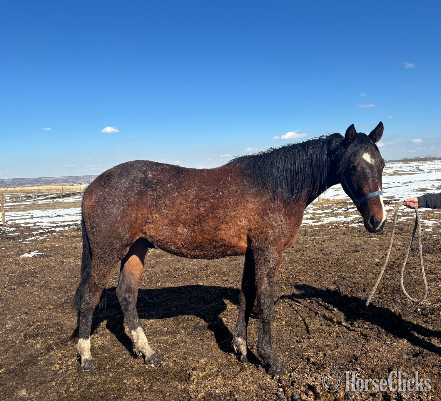 "Tanner’s Crossing"  Gelding Warmblood - Warmblood