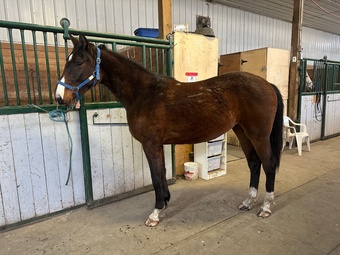 "Tanner’s Crossing" Gelding Warmblood