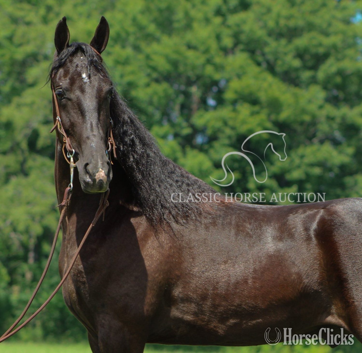 "MY DIXIE HONORS" Black Gelding Tennessee Walker