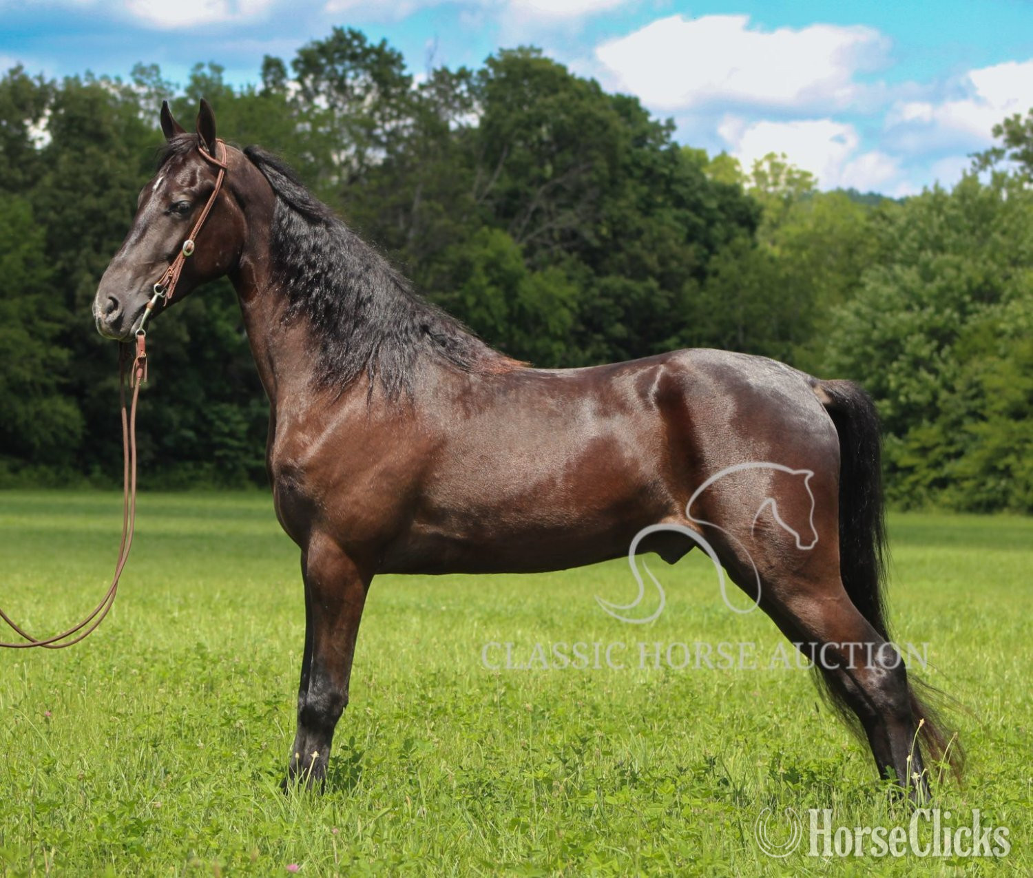 Kentucky "MY DIXIE HONORS" Black Gelding Tennessee Walker