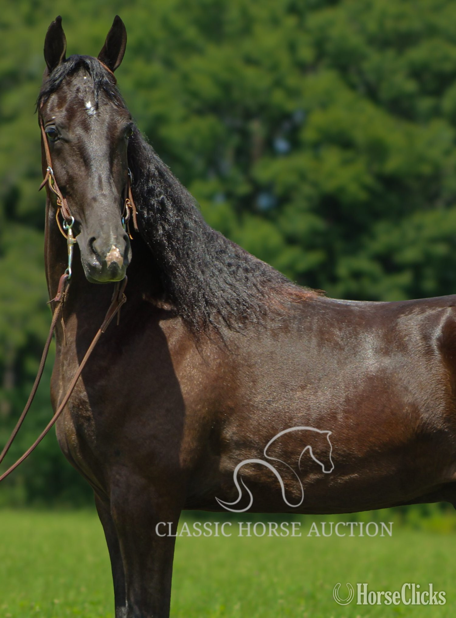 "MY DIXIE HONORS" Black Gelding Tennessee Walker - Tennessee Walker in Kentucky