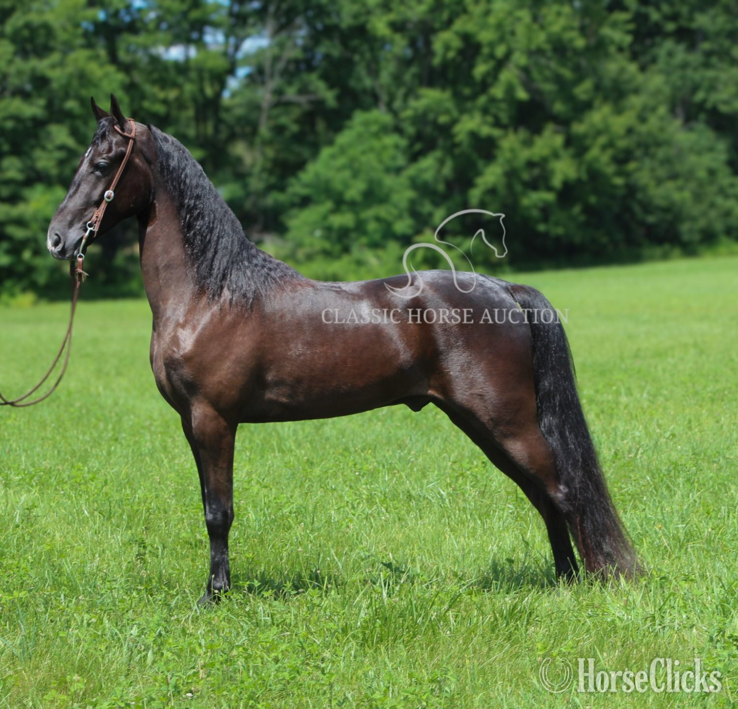 "MY DIXIE HONORS" Black Gelding Tennessee Walker - Tennessee Walker