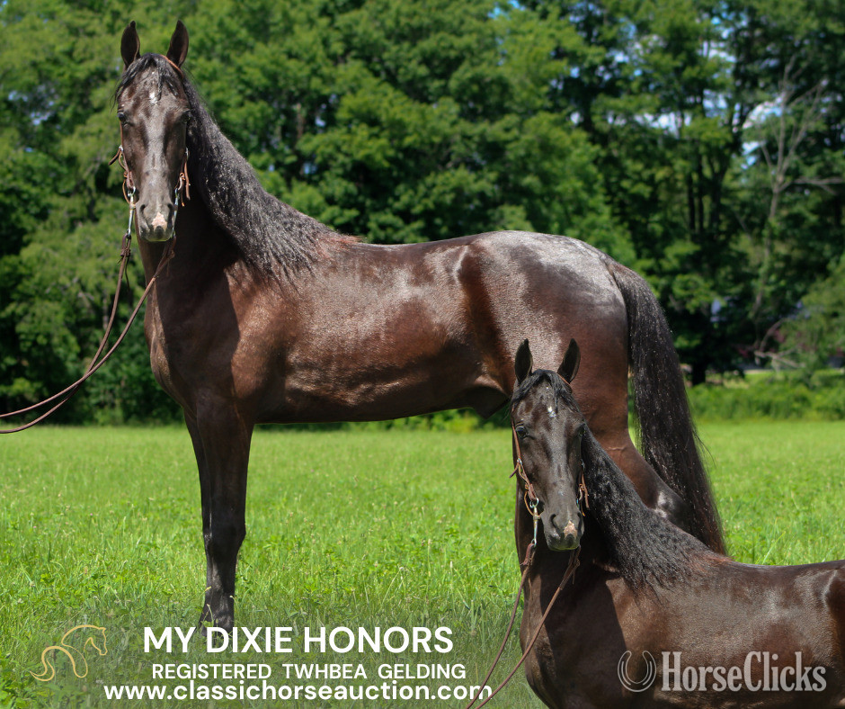Tennessee Walker - "MY DIXIE HONORS" Black Gelding Tennessee Walker in Kentucky