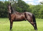 "MY DIXIE HONORS" Black Gelding Tennessee Walker