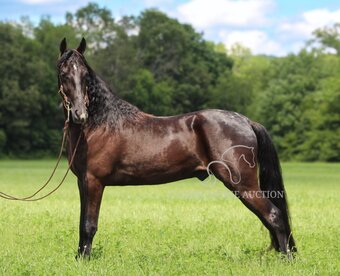"MY DIXIE HONORS" Black Gelding Tennessee Walker