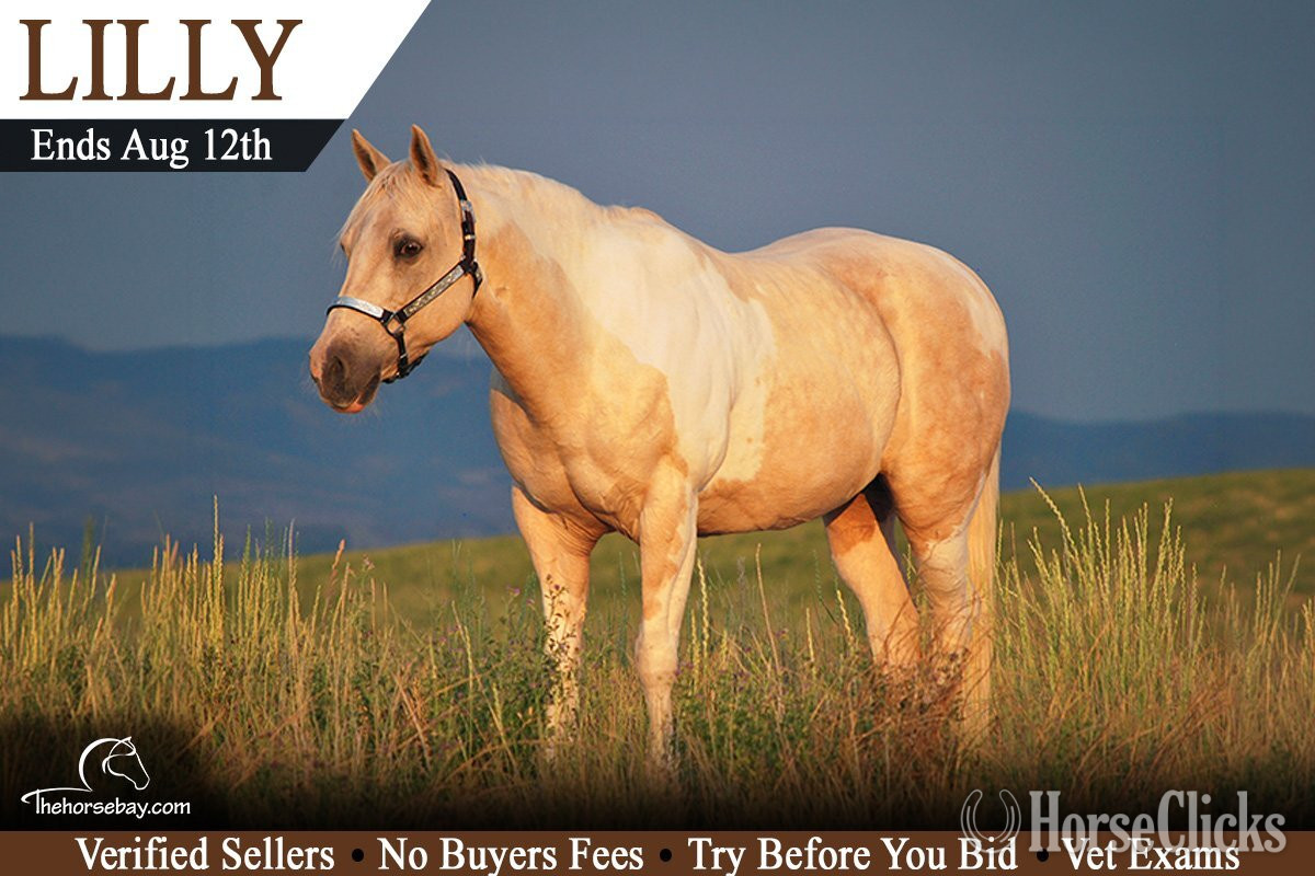 "Lilly" Palomino Mare Quarter Horse in Missouri