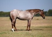 "Viper" Red Roan Stallion Quarter Horse