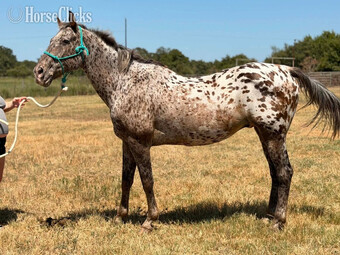"Confetti" Spotted Gelding Appaloosa