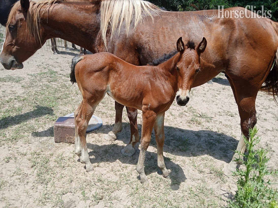 "LD Blackburns Glo" Bay Roan Filly Quarter Horse in Missouri