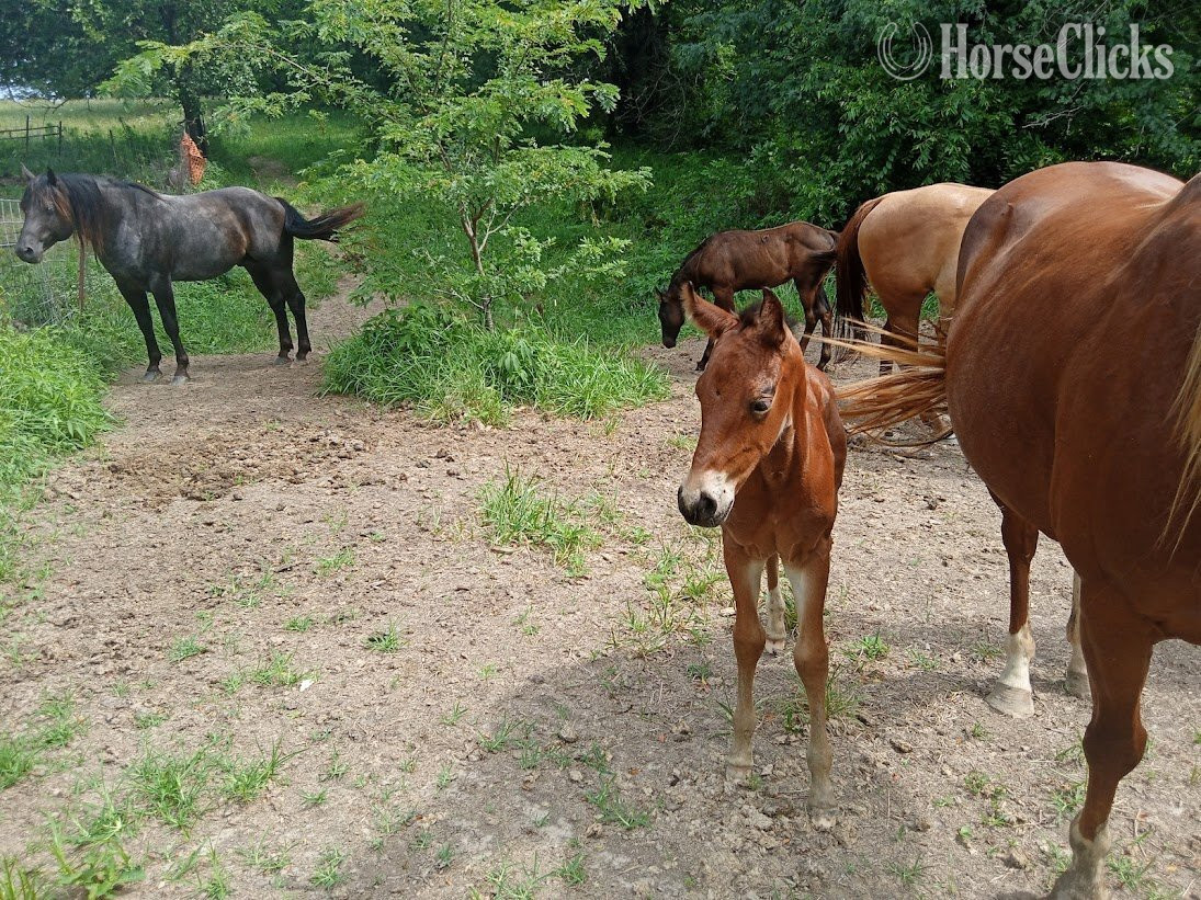 "LD Blackburns Glo" Bay Roan Filly Quarter Horse