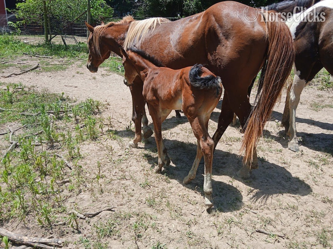 Missouri "LD Blackburns Glo" Bay Roan Filly Quarter Horse