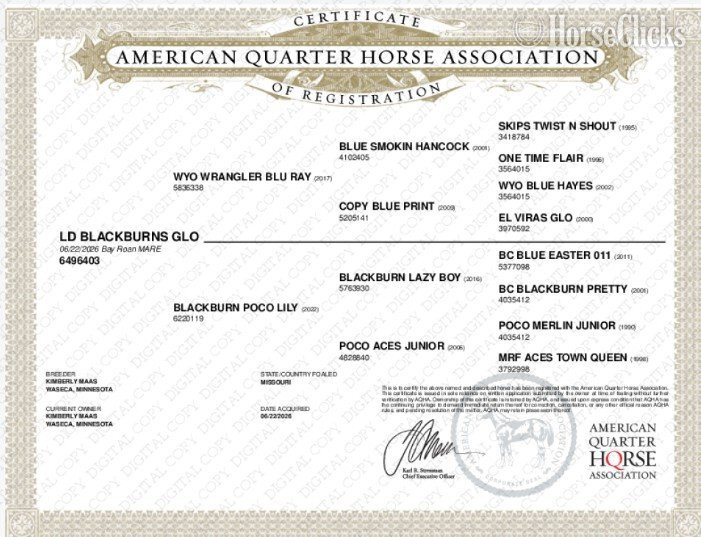 "LD Blackburns Glo" Bay Roan Filly Quarter Horse - Quarter Horse in Missouri