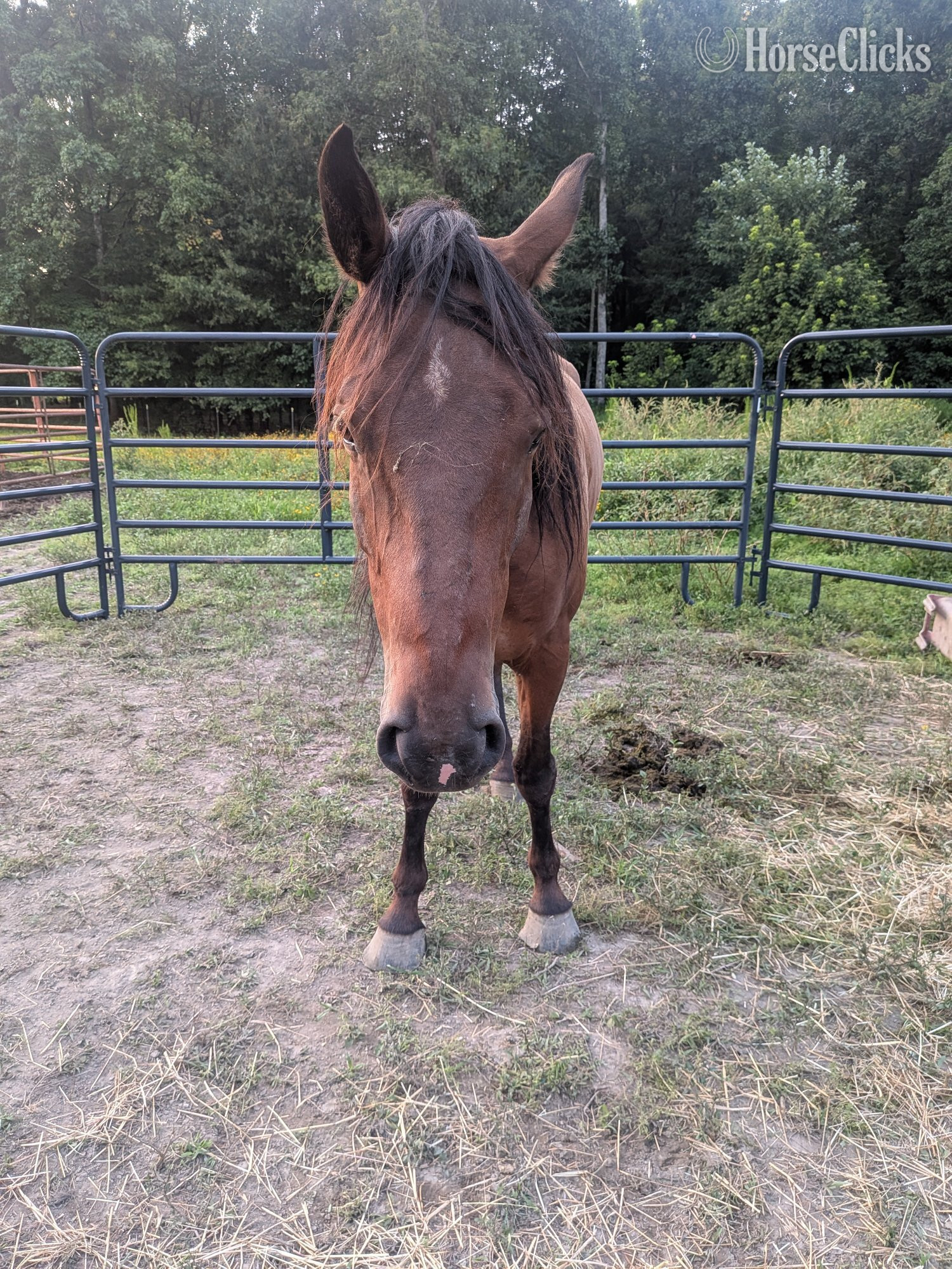 ""Mountain Dew" aka Dewey" Bay Gelding Mustang in Georgia