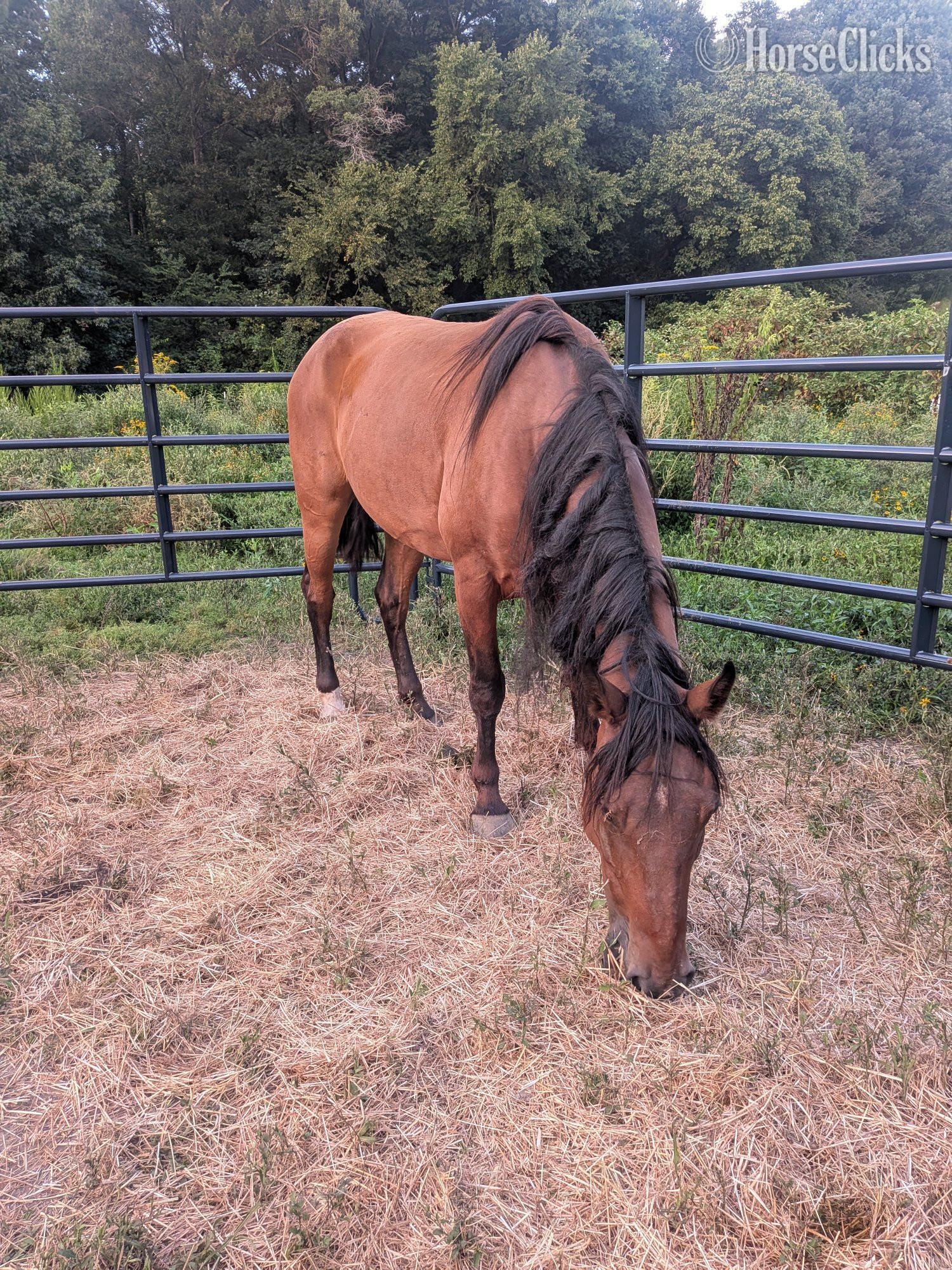 ""Mountain Dew" aka Dewey" Bay Gelding Mustang