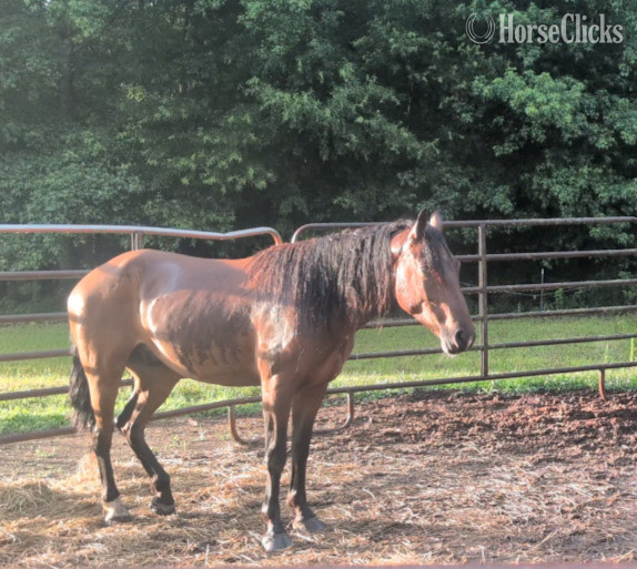 Georgia ""Mountain Dew" aka Dewey" Bay Gelding Mustang