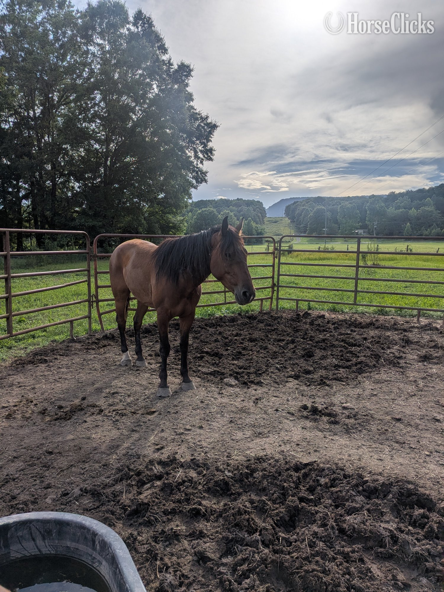 ""Mountain Dew" aka Dewey" Bay Gelding Mustang - Mustang in Georgia