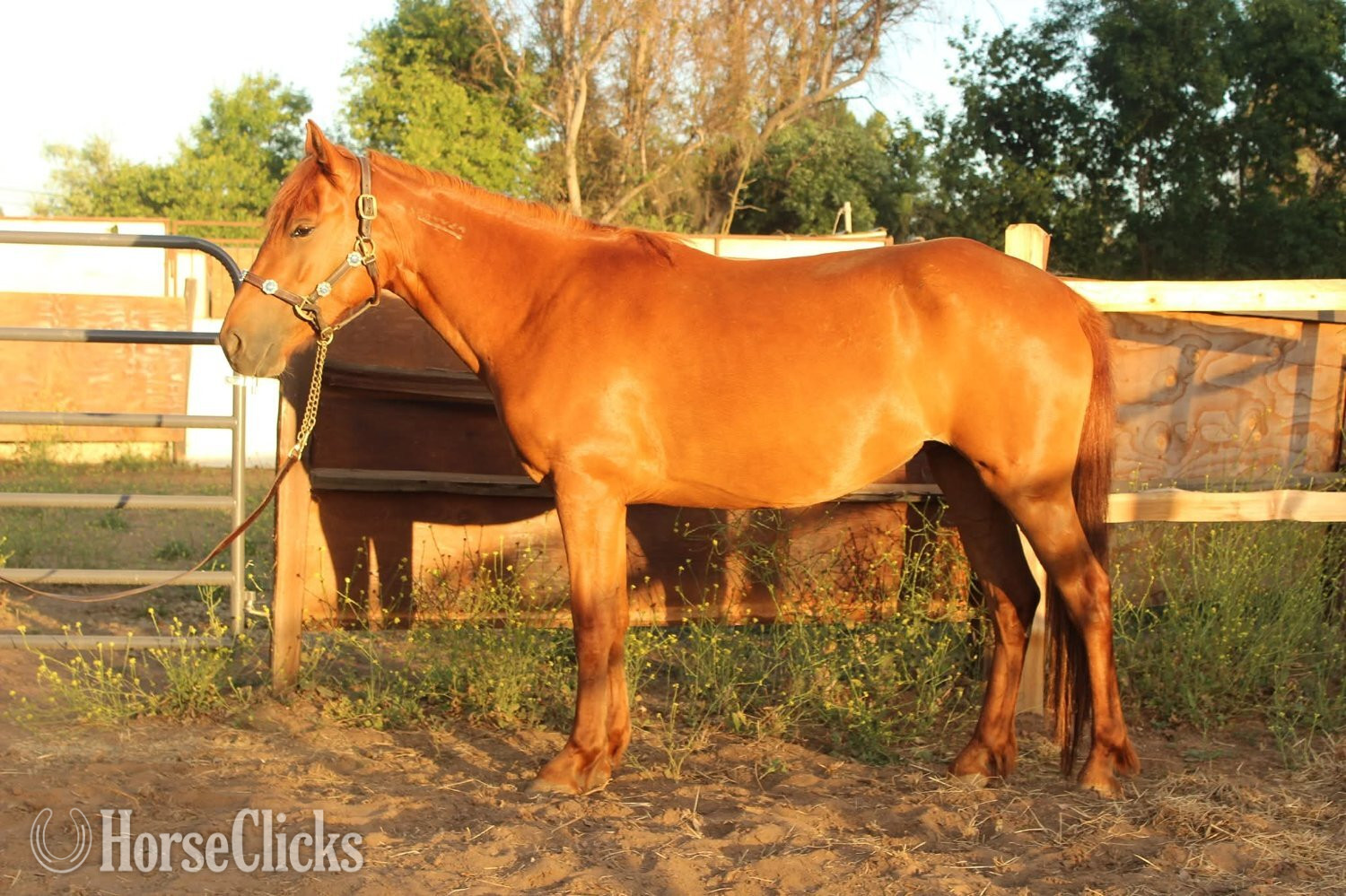 "Divina " Sorrel Mare Mustang in California