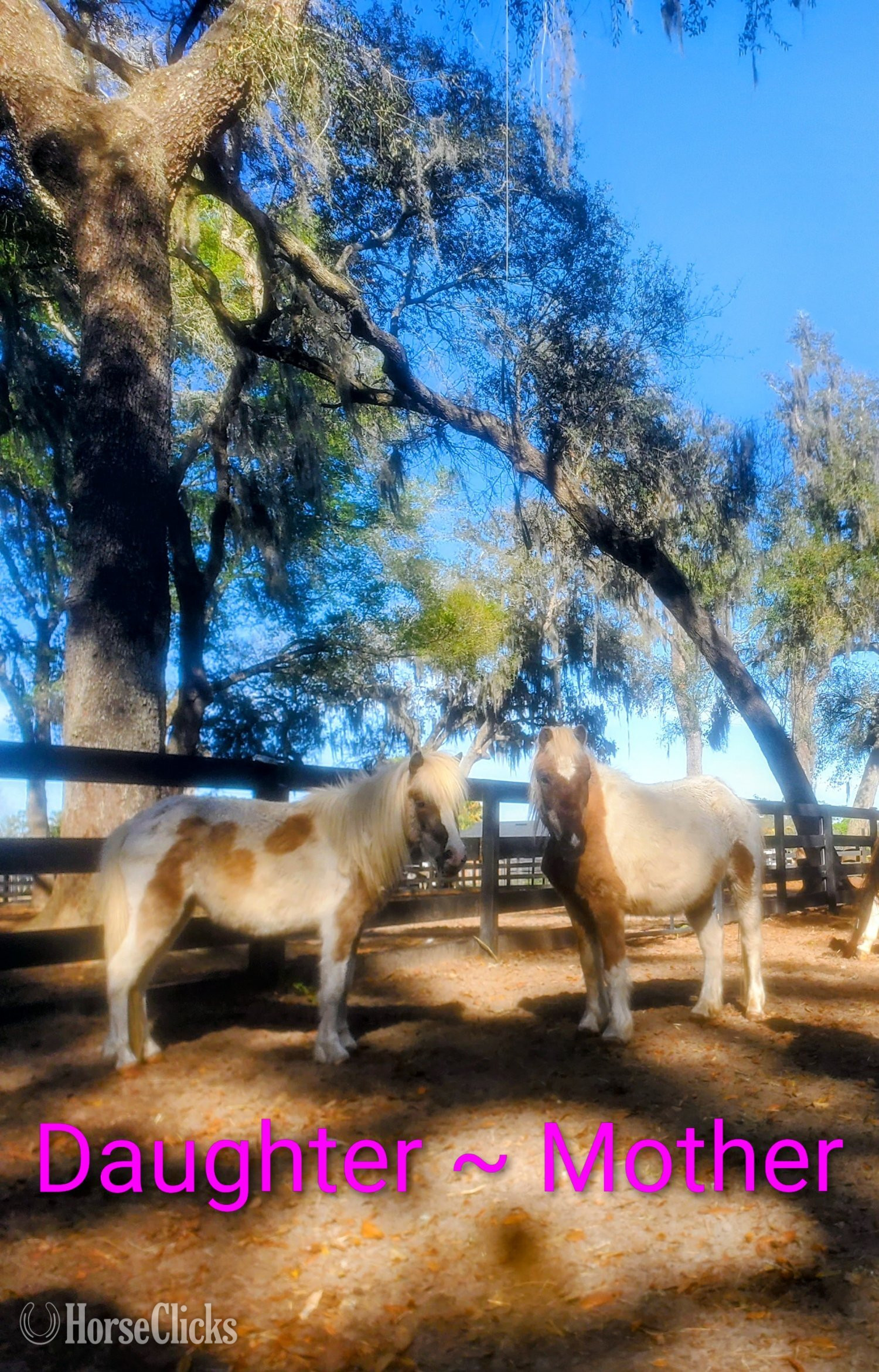 "Baby Mini Donkeys Mini Cows Mini Horses " Pinto Mare Donkey - Donkey in Florida