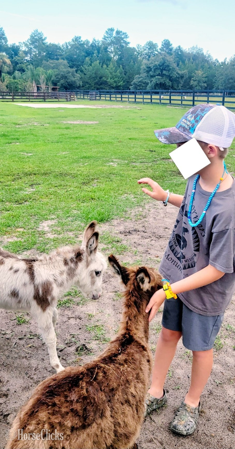 "Baby Mini Donkeys Mini Cows Mini Horses " Pinto Mare Donkey