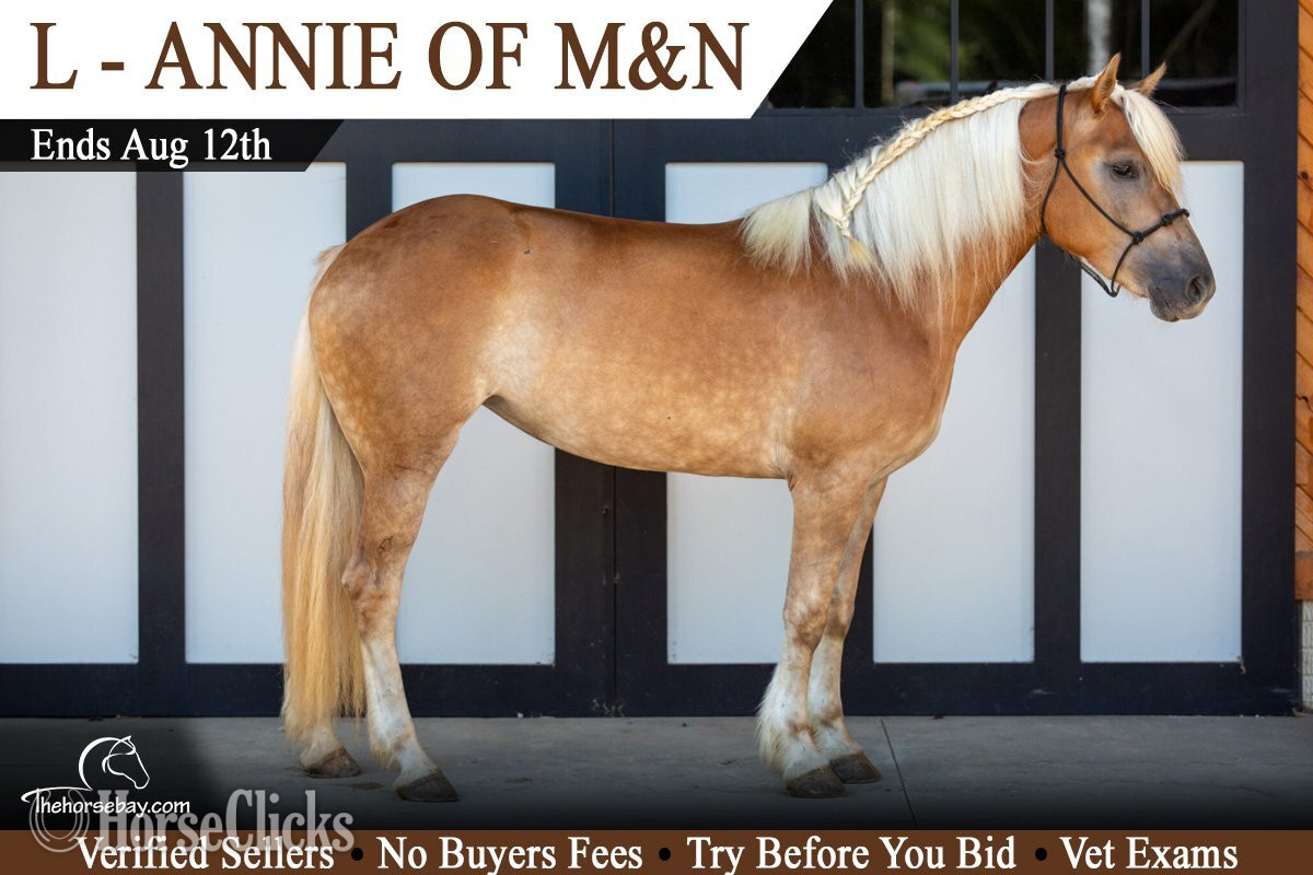 "Annie" Chestnut Mare Haflinger in Indiana