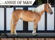 "Annie" Chestnut Mare Haflinger
