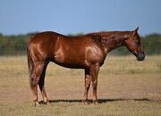 "Trashman" Sorrel Stallion Quarter Horse