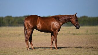 "Trashman" Sorrel Stallion Quarter Horse