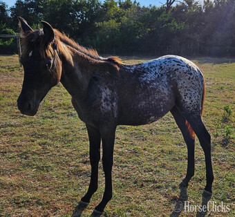 "Willow" Filly Walkaloosa