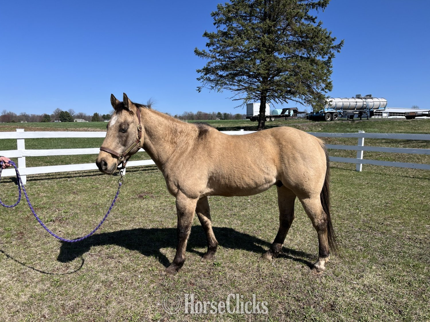 "Maverick" Buckskin Gelding Quarter Horse - Quarter Horse in Pennsylvania