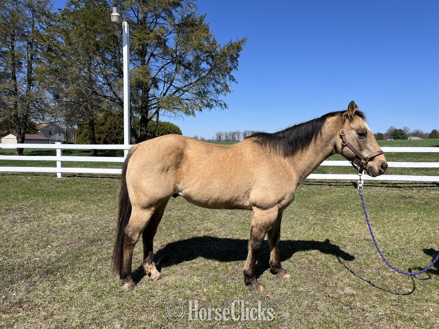 "Maverick" Buckskin Gelding Quarter Horse in Pennsylvania