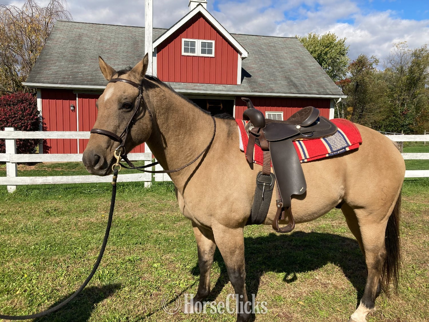 "Maverick" Buckskin Gelding Quarter Horse