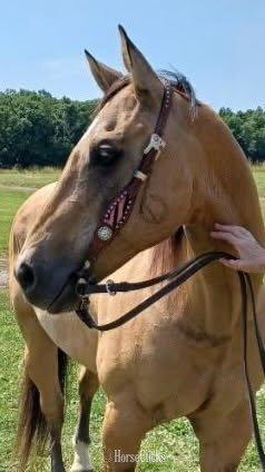 Pennsylvania "Maverick" Buckskin Gelding Quarter Horse