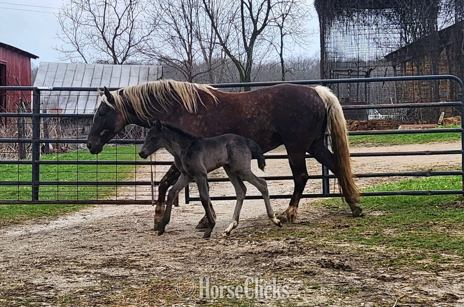 "Jazz" Black Filly Rocky Mountain in Michigan