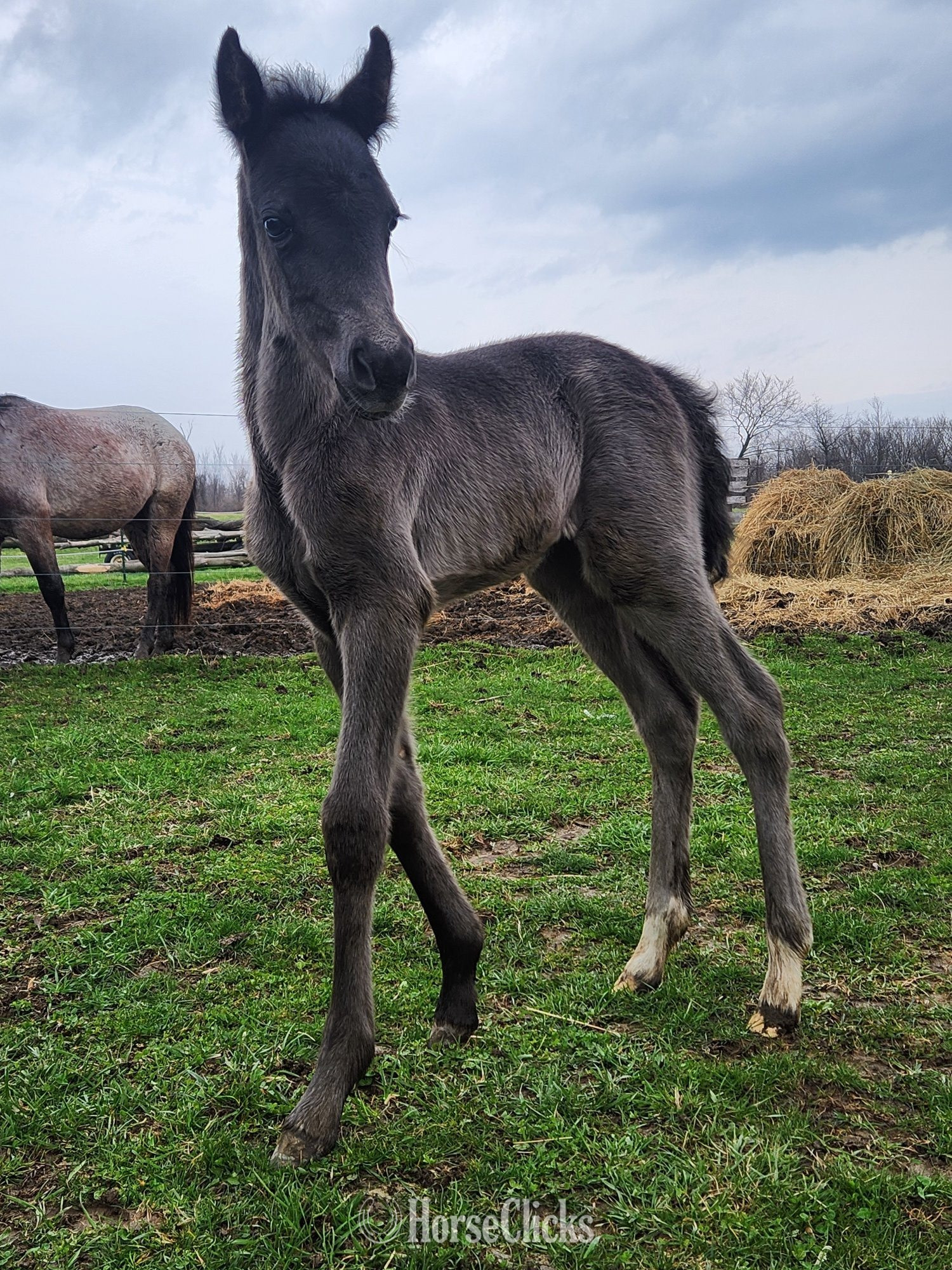 "Jazz" Black Filly Rocky Mountain