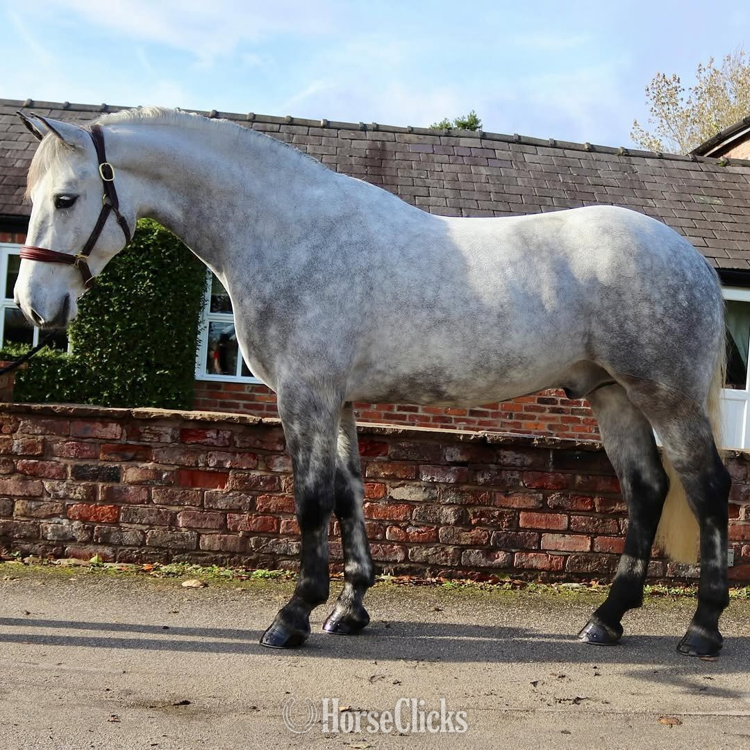 "MICK" Grey Gelding Irish Draught in California