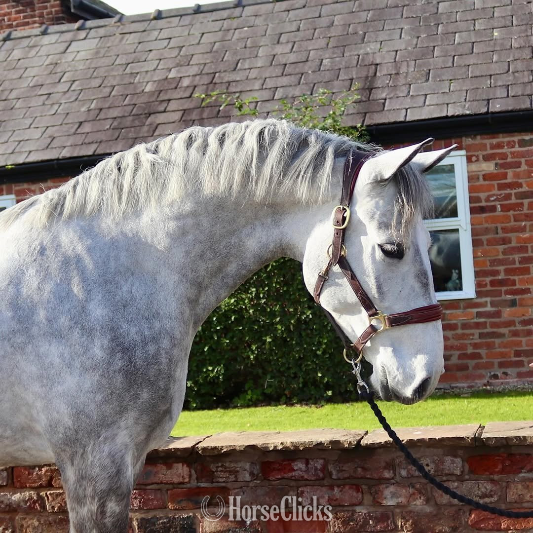 "MICK" Grey Gelding Irish Draught