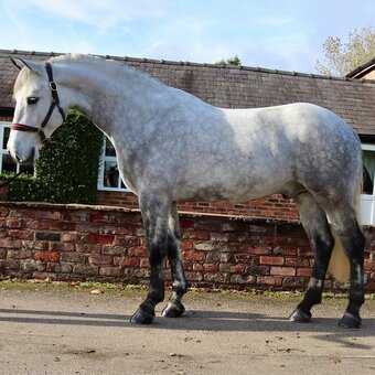 "MICK" Grey Gelding Irish Draught