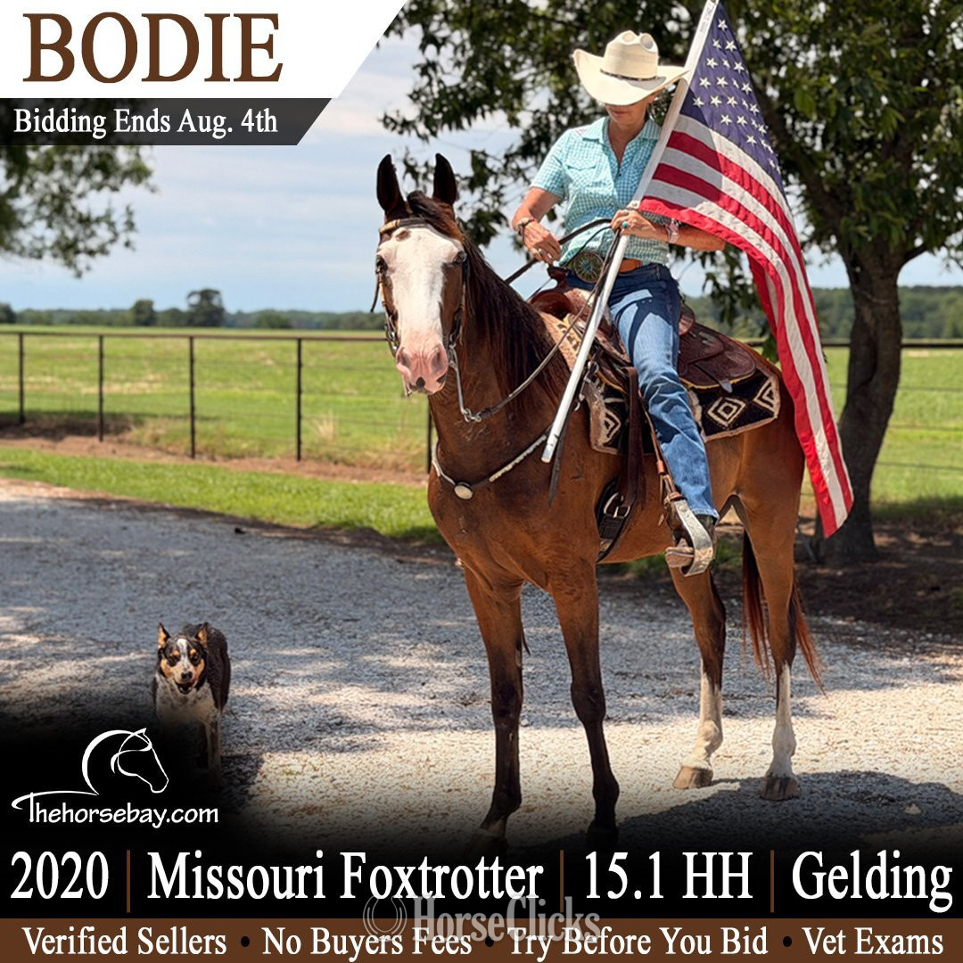 "Bodie" Bay Gelding Missouri Fox Trotter in Arkansas
