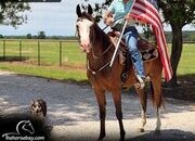 "Bodie" Bay Gelding Missouri Fox Trotter
