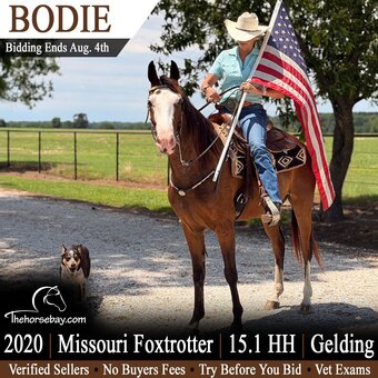 "Bodie" Bay Gelding Missouri Fox Trotter