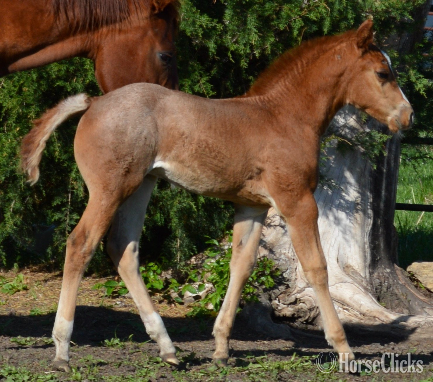 "Sann Dee - Pymts OK" Red Roan Filly Quarter Horse in Missouri