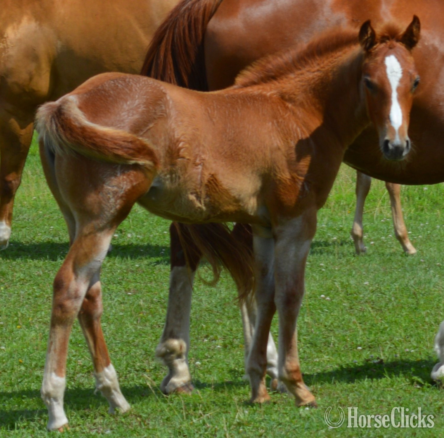 "Sann Dee - Pymts OK" Red Roan Filly Quarter Horse in Missouri