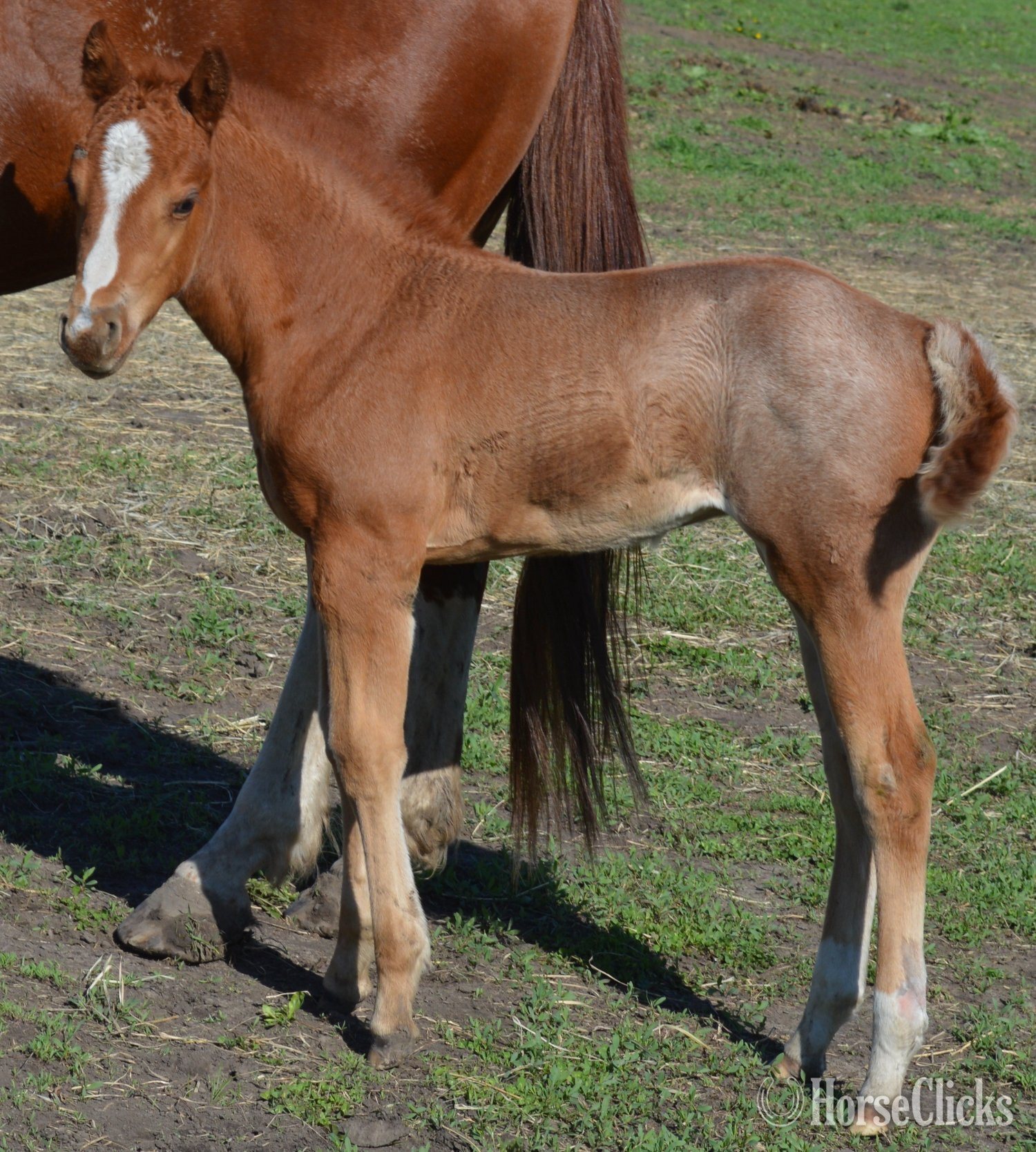 "Sann Dee - Pymts OK" Red Roan Filly Quarter Horse
