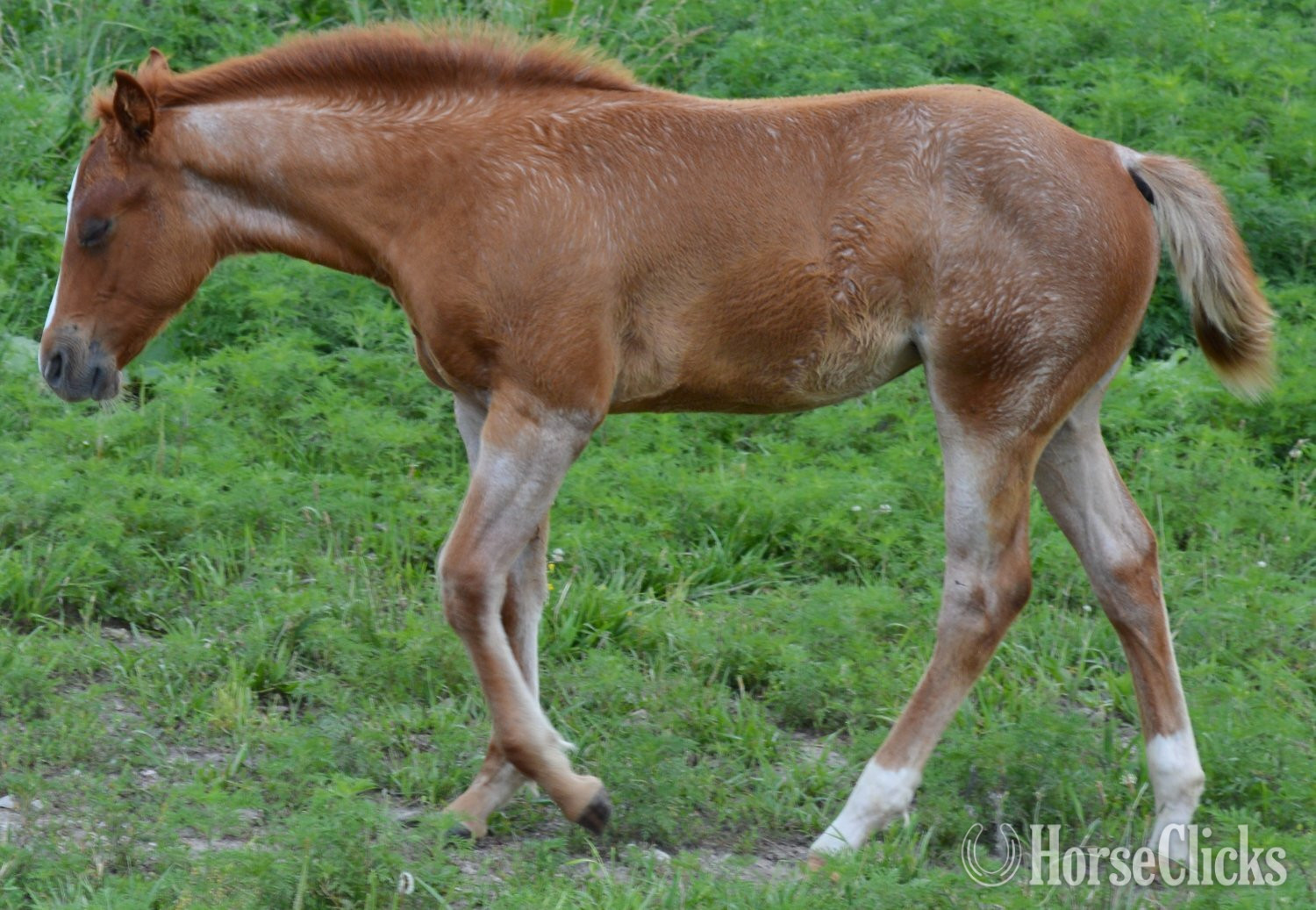 "Sann Dee - Pymts OK" Red Roan Filly Quarter Horse